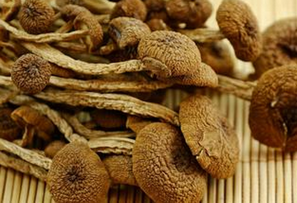 茶树菇的功效与作用 吃茶树菇的好处_茶树菇_