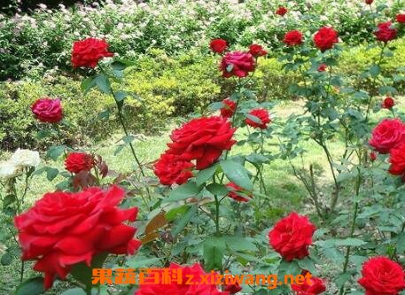 玫瑰花的种植方法和种植技术_花卉_做法,功效