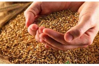 淮小麦的功效与作用