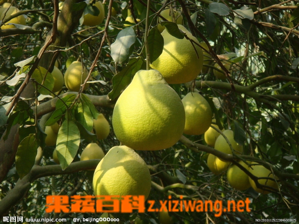 吃柚子的好处和坏处 蔬菜知识 做法 功效与作用 营养价值z Xiziwang Net