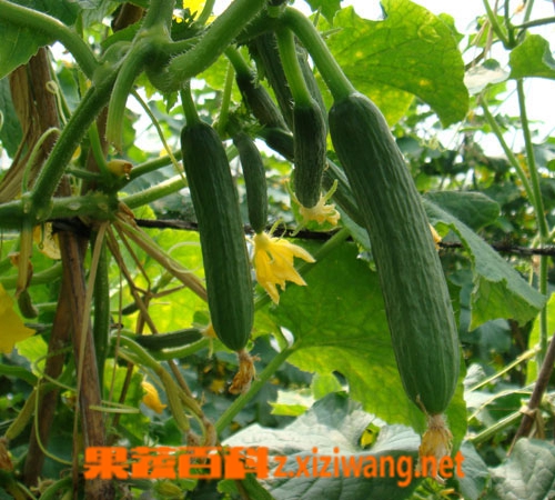 青瓜种类 菜瓜 做法 功效与作用 营养价值z Xiziwang Net