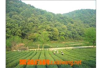 龙井茶原产地