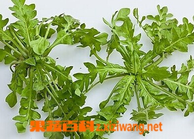 山野菜的种类和图片 蔬菜知识 做法 功效与作用 营养价值z Xiziwang Net