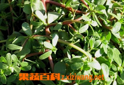 山野菜的种类和图片 蔬菜知识 做法 功效与作用 营养价值z Xiziwang Net