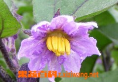 茄子花可以吃吗茄子花吃法 茄子 做法 功效与作用 营养价值z Xiziwang Net