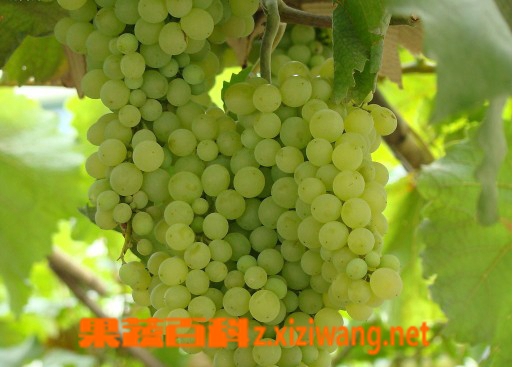 葡萄酒的种类_葡萄_做法,功效与作用,营养价值