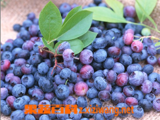 果蔬百科蓝莓