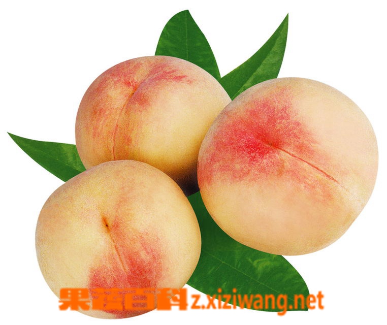 水蜜桃的种植 桃子 做法 功效与作用 营养价值z Xiziwang Net