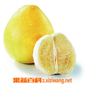 柚子的功效和营养价值 杨梅 做法 功效与作用 营养价值z Xiziwang Net