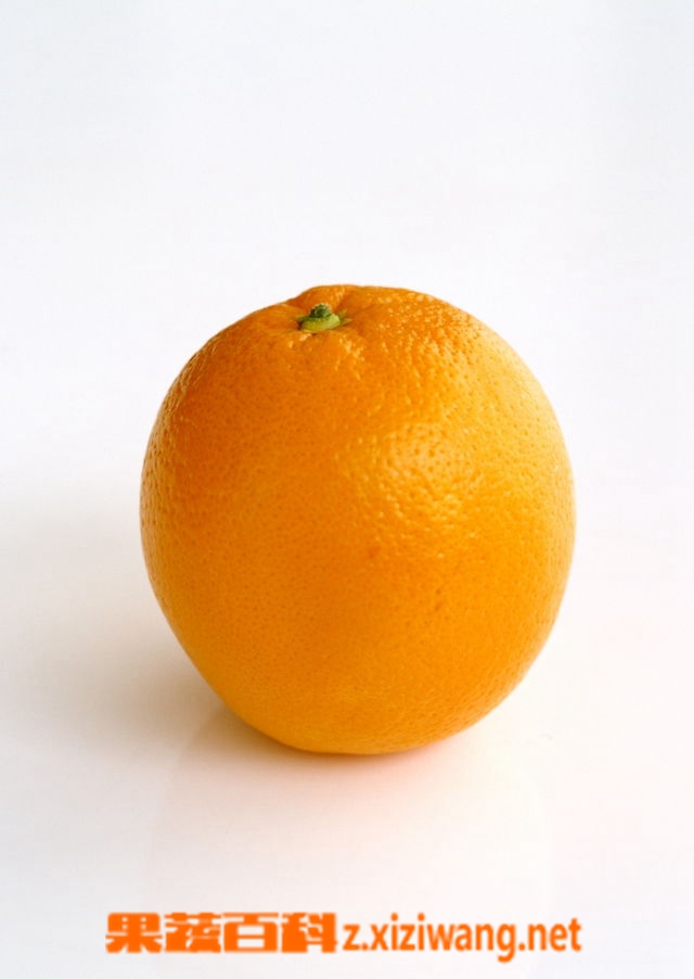 果蔬百科橙子
