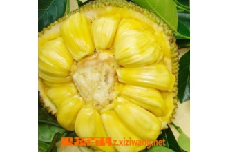菠萝蜜的功效和菠萝蜜的吃法