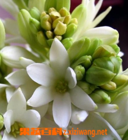 夜来香的功效与作用 花卉 做法 功效与作用 营养价值z Xiziwang Net