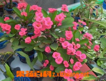 麒麟花的功效与作用 花卉 做法 功效与作用 营养价值z Xiziwang Net