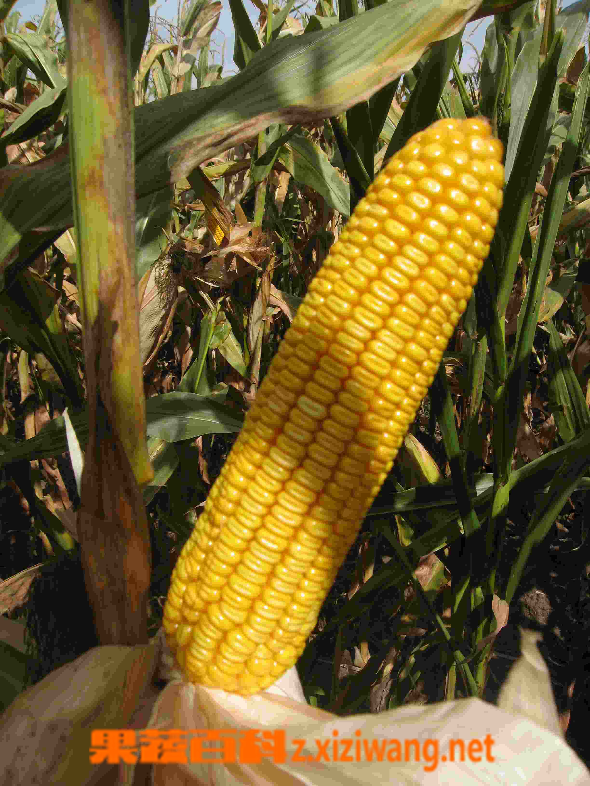 今日水素：玉米的营养价值与功效 - 知乎