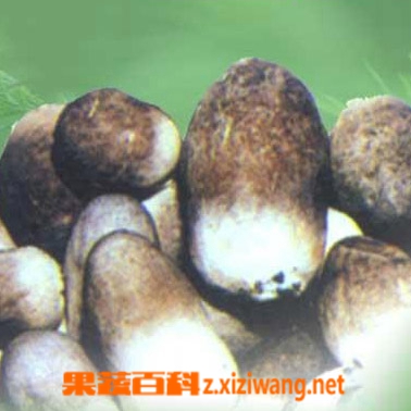果蔬百科草菇