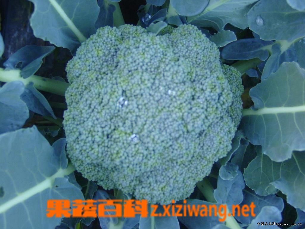 青花菜的种植和田间管理 花菜 做法 功效与作用 营养价值z Xiziwang Net