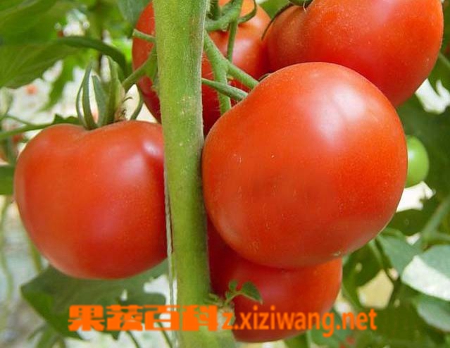 什么时候不能吃番茄,不能吃番茄的六大时间点_番茄_做法,功效与作用,营养价值