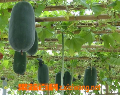 冬瓜栽培要点 实用冬瓜种植技巧 冬瓜 做法 功效与作用 营养价值z Xiziwang Net