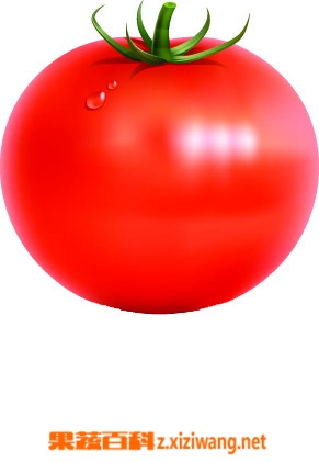 果蔬百科番茄