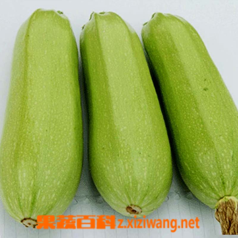 西葫芦如何栽培 西葫芦种植技巧 胡瓜 做法 功效与作用 营养价值z Xiziwang Net