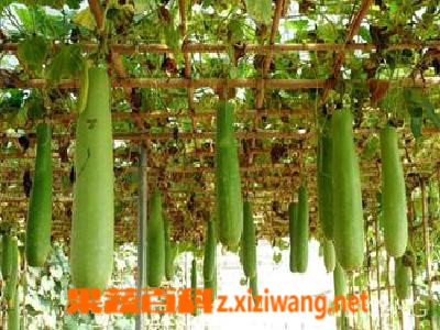 瓠瓜栽培方法步骤教程 胡瓜 做法 功效与作用 营养价值z Xiziwang Net