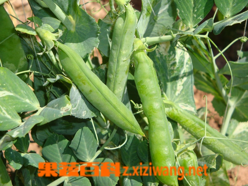 豌豆的栽培要点豌豆如何种植 豌豆 做法 功效与作用 营养价值z Xiziwang Net