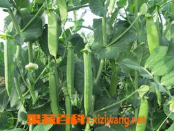 怎样培育豌豆苗来看豌豆苗种植技巧 豌豆 做法 功效与作用 营养价值z Xiziwang Net