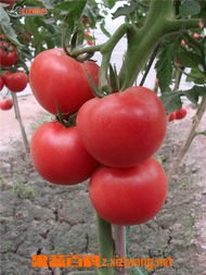 果蔬百科小番茄