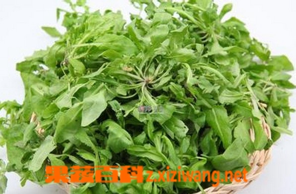 野菜有哪些野菜的种类大全 蔬菜知识 做法 功效与作用 营养价值z Xiziwang Net