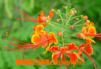 金凤花的功效与栽培 花卉 做法 功效与作用 营养价值z Xiziwang Net