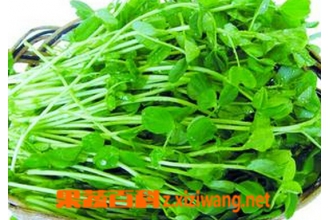 豆苗的功效与作用 豌豆芽 做法 功效与作用 营养价值z Xiziwang Net