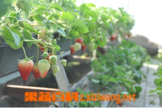大棚草莓的种植方