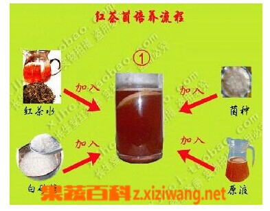 红茶菌的制作方法步骤 红茶 做法 功效与作用 营养价值z Xiziwang Net