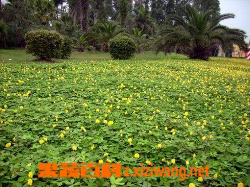 蔓花生的功效与作用 花卉 做法 功效与作用 营养价值z Xiziwang Net