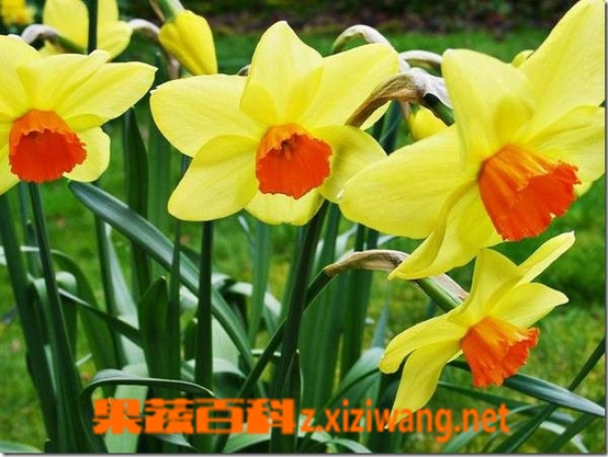 黄水仙的功效与作用 花卉 做法 功效与作用 营养价值z Xiziwang Net