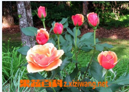 玫瑰花的种类及图片 花卉 做法 功效与作用 营养价值z Xiziwang Net