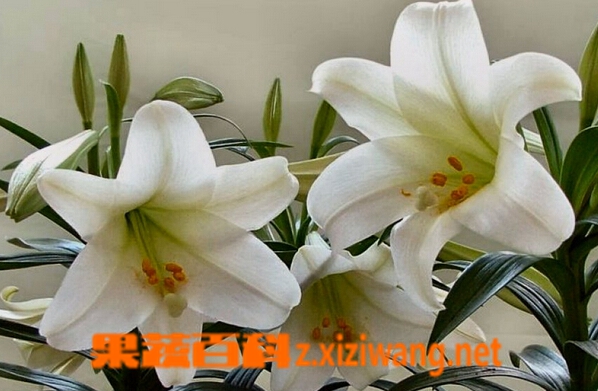 百合花种类及图片 花卉 做法 功效与作用 营养价值z Xiziwang Net