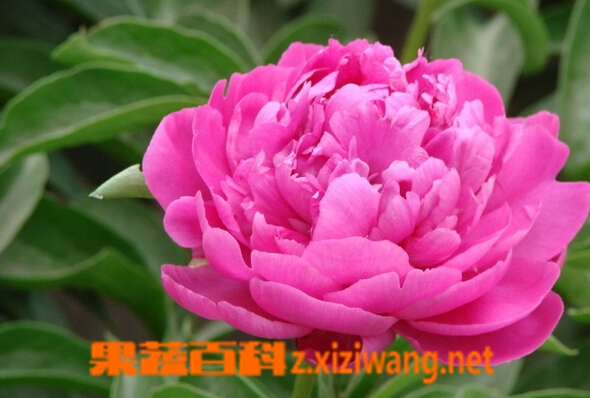 牡丹花的种类和名称 花卉 做法 功效与作用 营养价值z Xiziwang Net