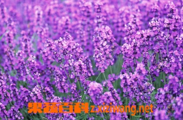 果蔬百科紫色花种类图片和名称