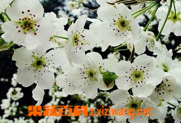 梨花的功效与作用 花卉 做法 功效与作用 营养价值z Xiziwang Net
