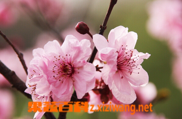 杏花的功效与作用 花卉 做法 功效与作用 营养价值z Xiziwang Net