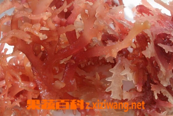 石花菜图片石花菜的营养价值和功效 蔬菜知识 做法 功效与作用 营养价值z Xiziwang Net