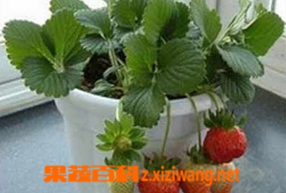 果蔬百科阳台种草莓