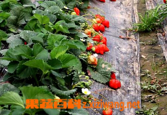 果蔬百科怎样种植草莓苗