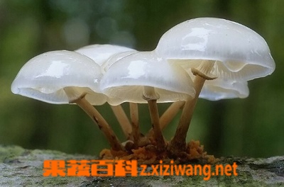 果蔬百科蘑菇