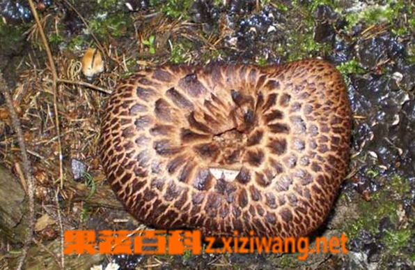 果蔬百科新疆野生蘑菇