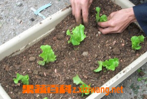 果蔬百科奶油生菜阳台种植方法