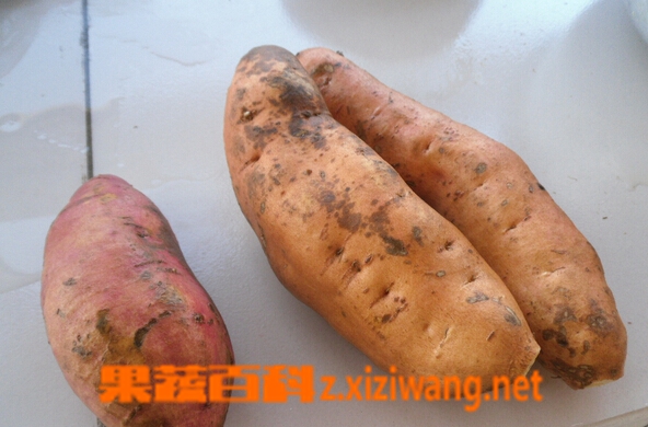 果蔬百科番薯和红薯