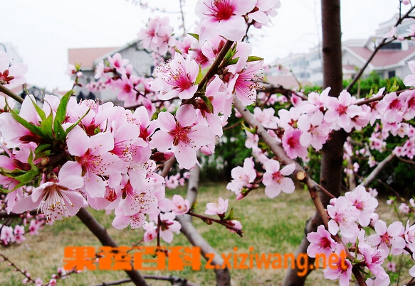 三月花的名字和图片 花卉 做法 功效与作用 营养价值z Xiziwang Net