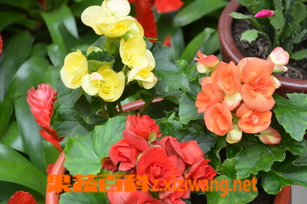 草本海棠花的种类和图片 花卉 做法 功效与作用 营养价值z Xiziwang Net